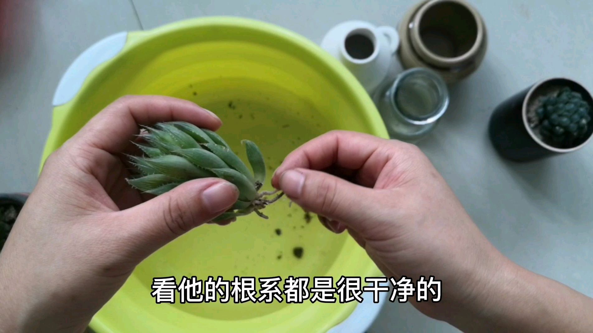 水培多肉植物做对这一步很关键 出根快不烂根 成活率高