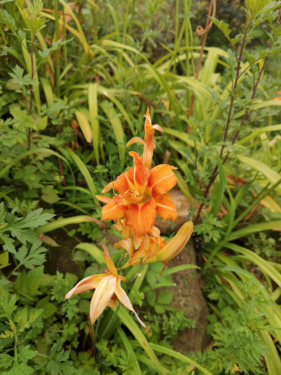 重瓣萱草,挺好看的