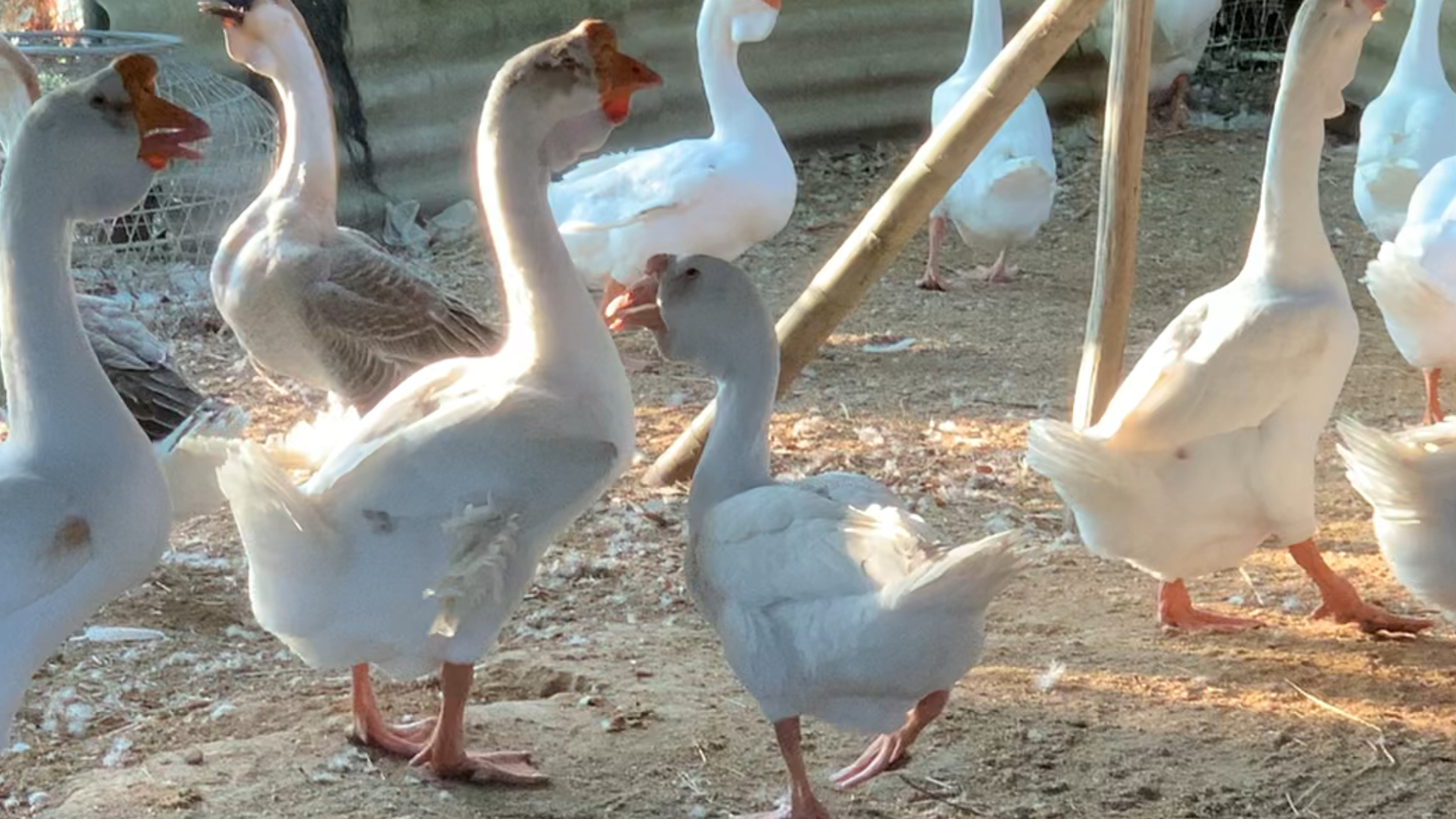 经粉丝们多次的要求了解狮头鹅公母辩别,从这视频可以看出来的