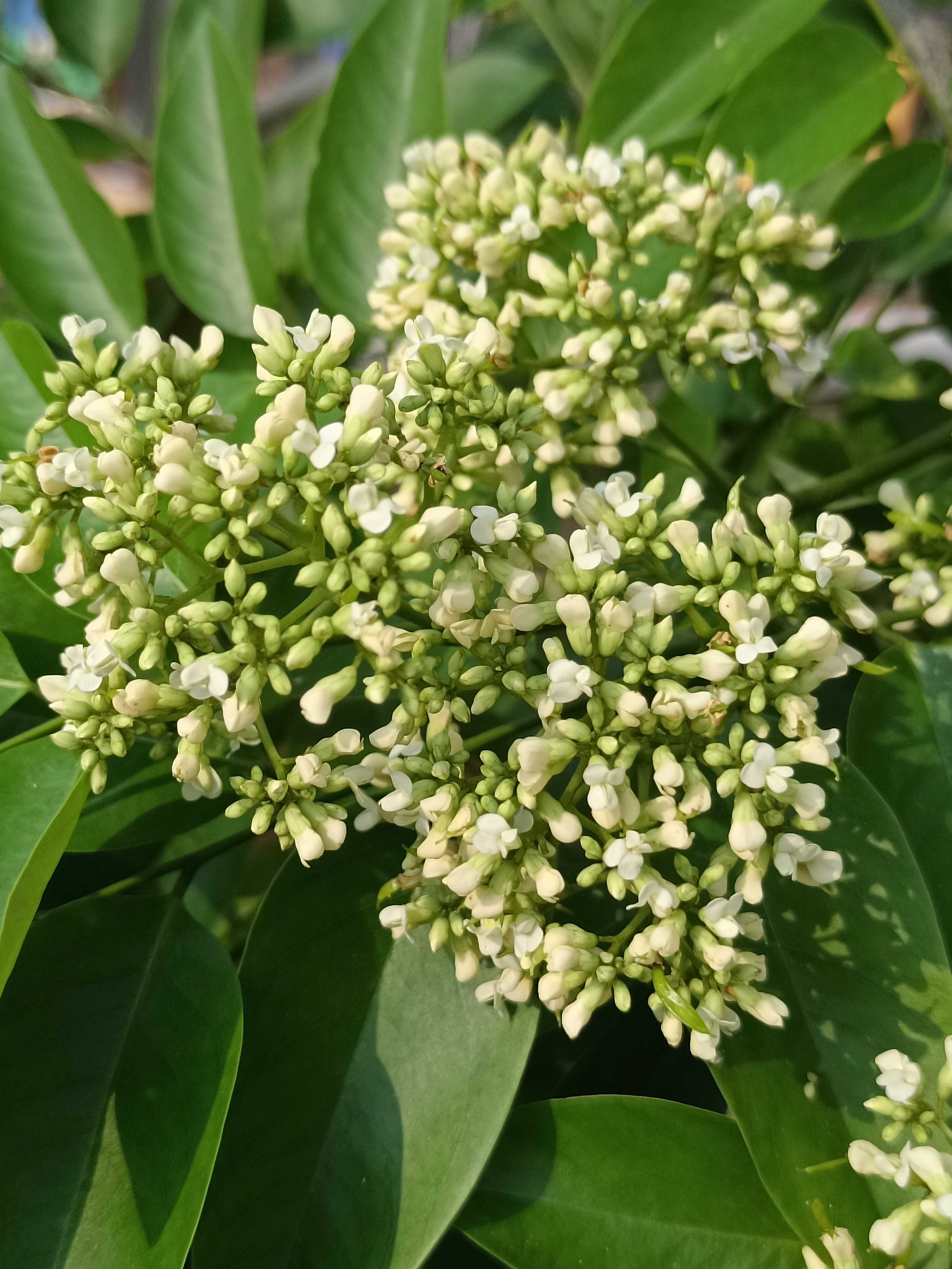 你见过黄花梨的花吗?小小的