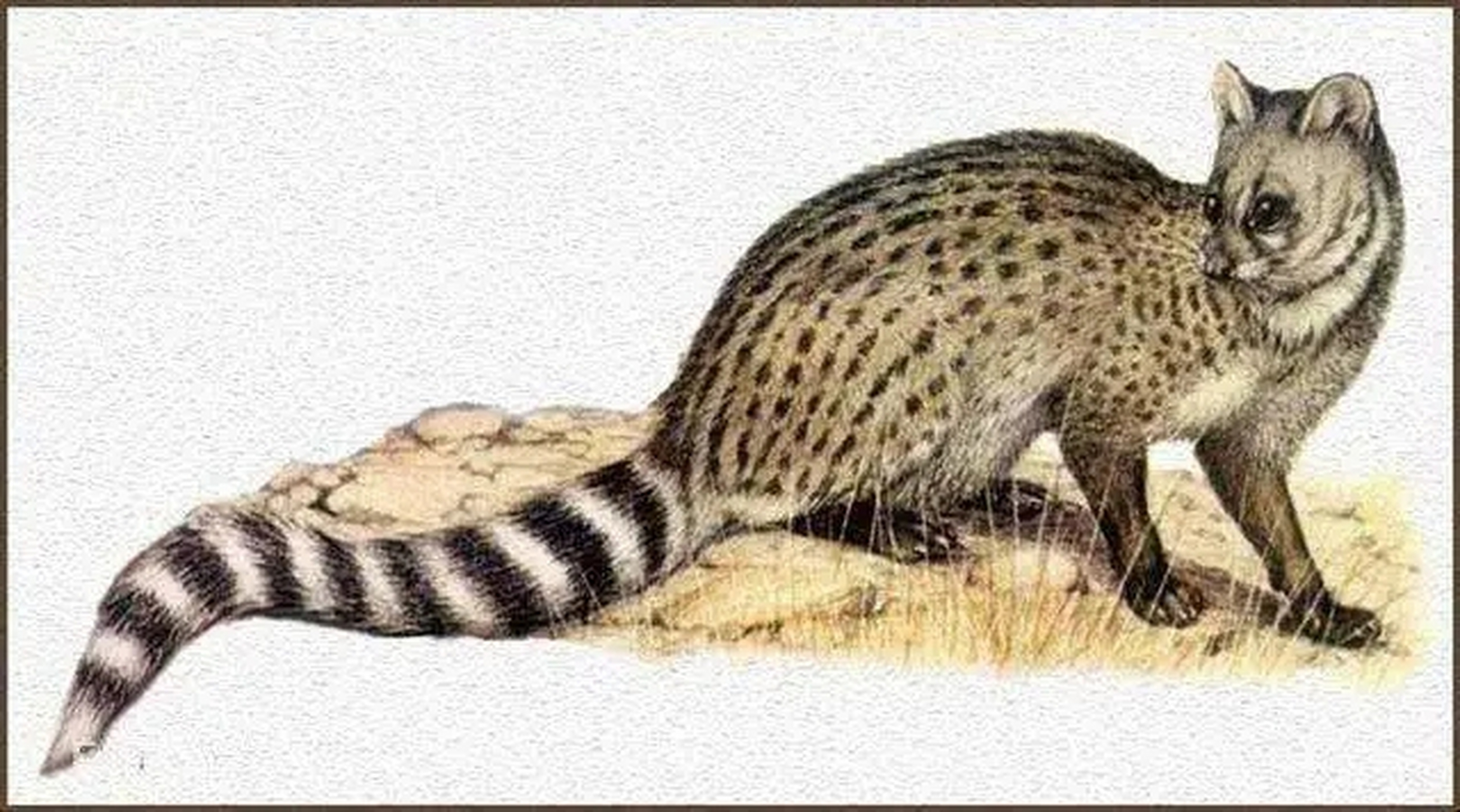 九节狸,麝香猫最明显的特征是它们的尾部有九个环节,非常有特色.