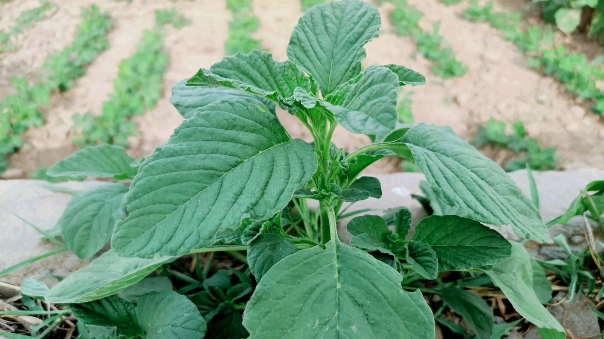 今天才知道小时候嫌难吃的玉米菜,营养丰富价值高,来了解一下吧