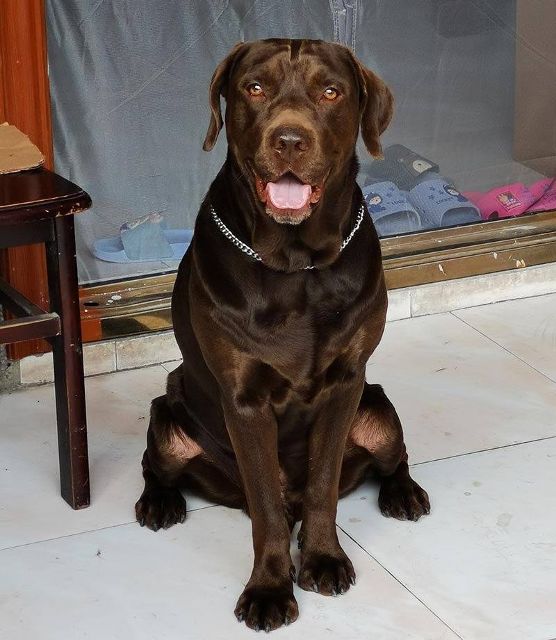 重庆市沙坪坝区6000寻找咖啡色拉布拉多犬