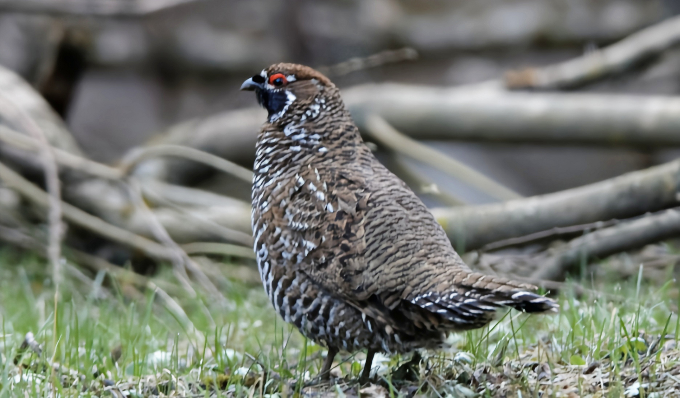 哪些有点"刑"的鸟类——斑尾榛鸡 这是中国特有的珍稀鸟类,它的名字叫