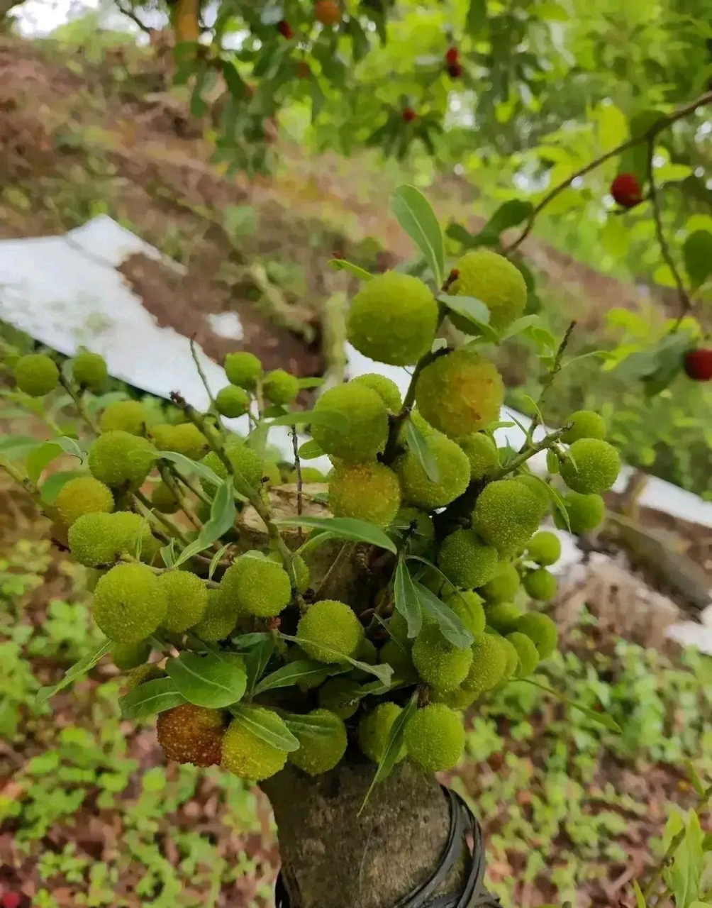 杨梅树 真实图片