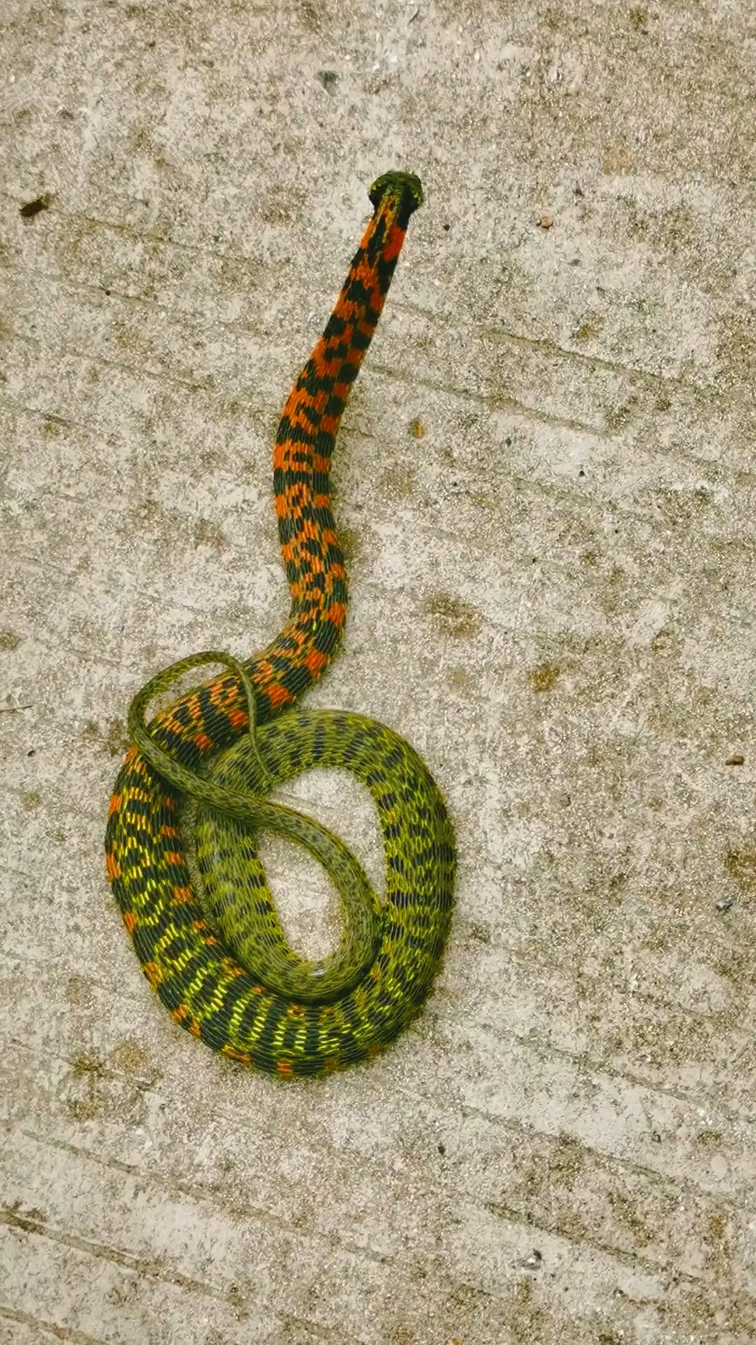 虎斑颈槽蛇谁介绍介绍毒性