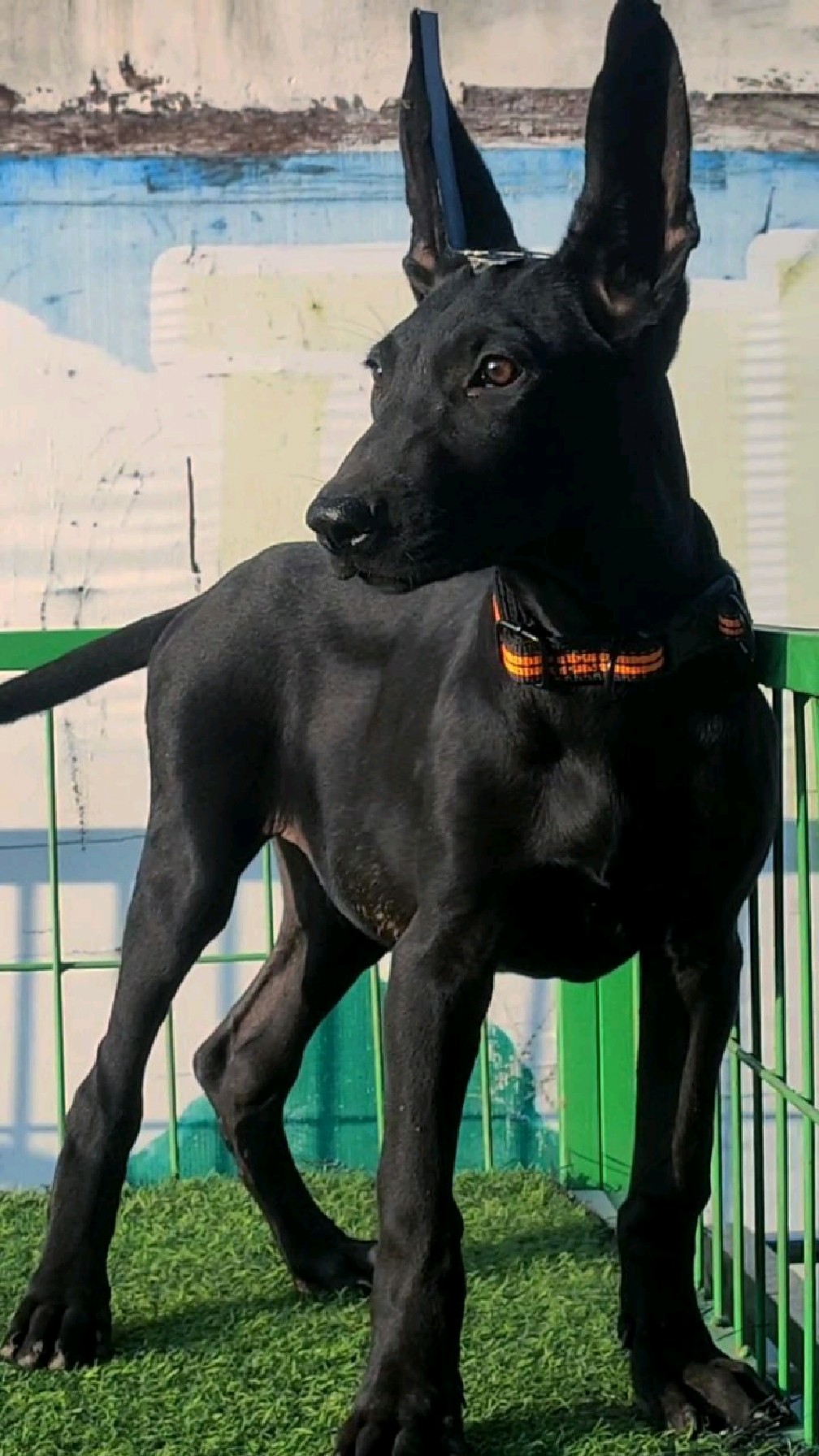 这个狗的名字是黑狼,它是全身乌黑的狗-度小视