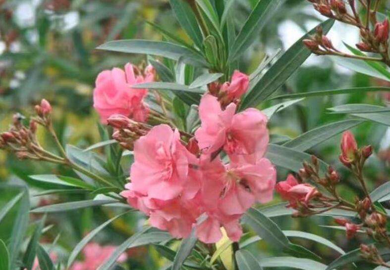 女孩嘴含夹竹桃拍照后中毒送医小心迷人的危险