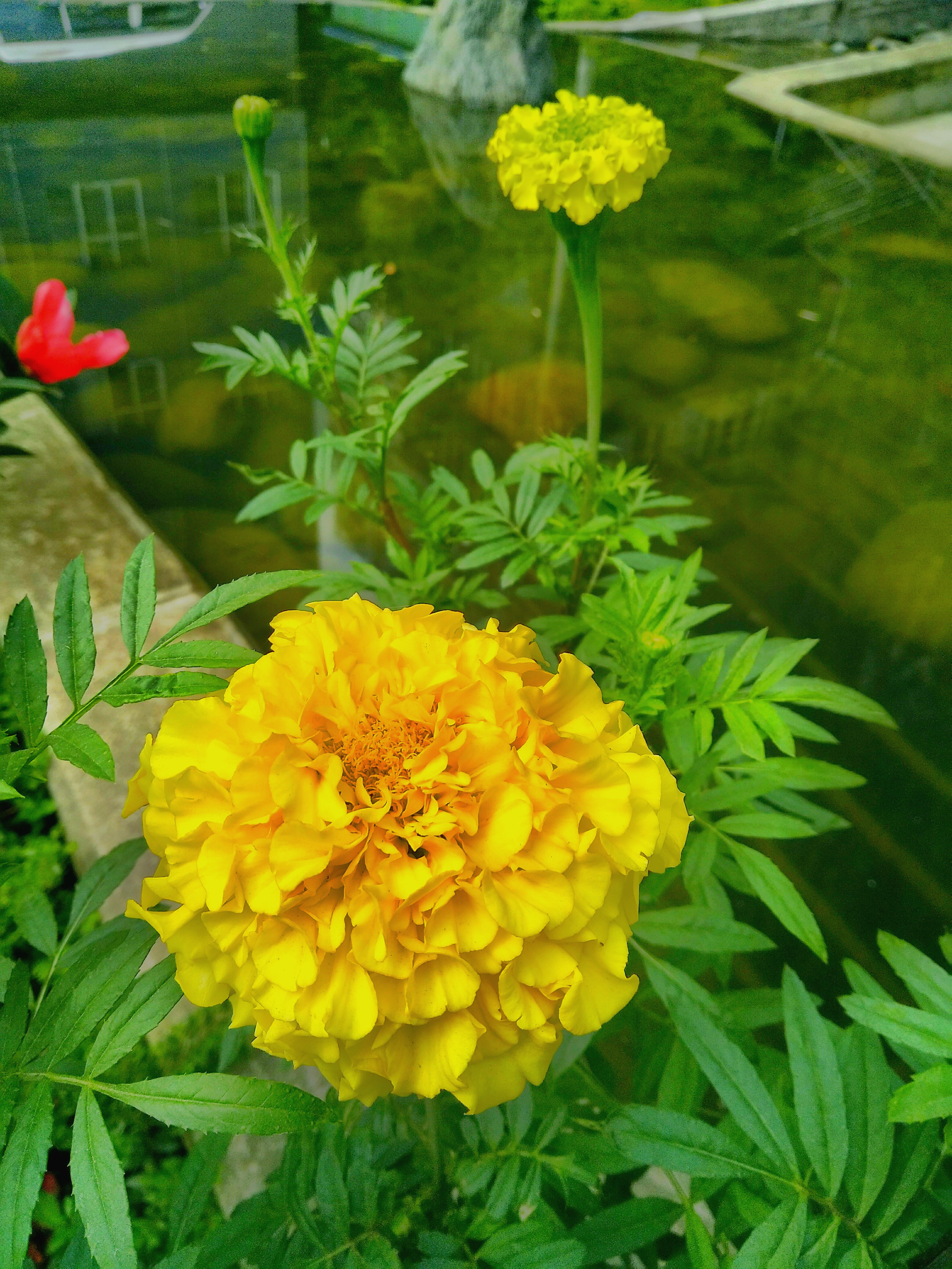 万寿菊(臭芙蓉,臭菊花) 93.@蒙哥马利特的动态