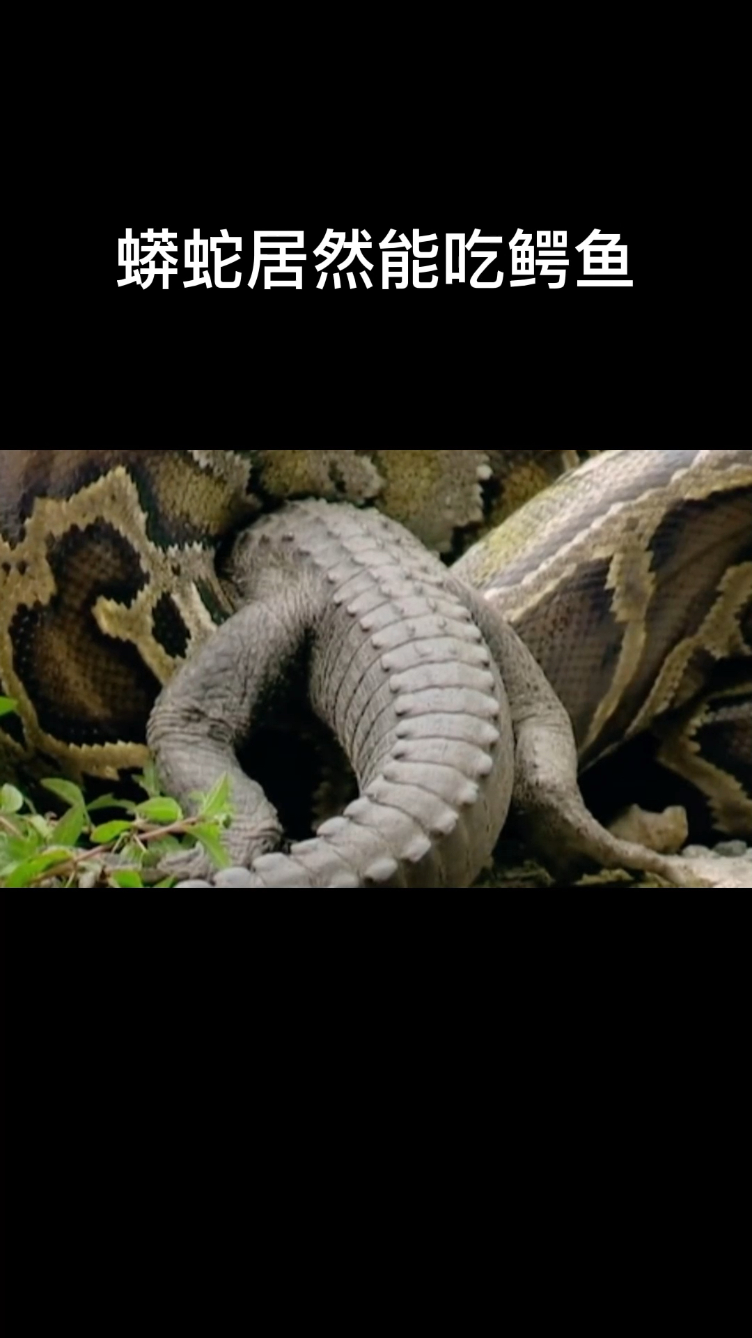 蟒蛇捕食鳄鱼,吃完做个皮包!-度小视