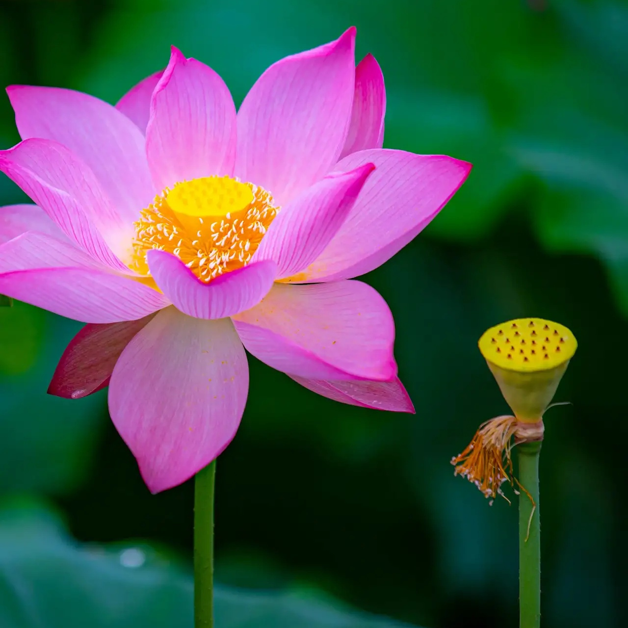 今见0269♂15美美和和0269♀15好运连连97炎夏荷花盛