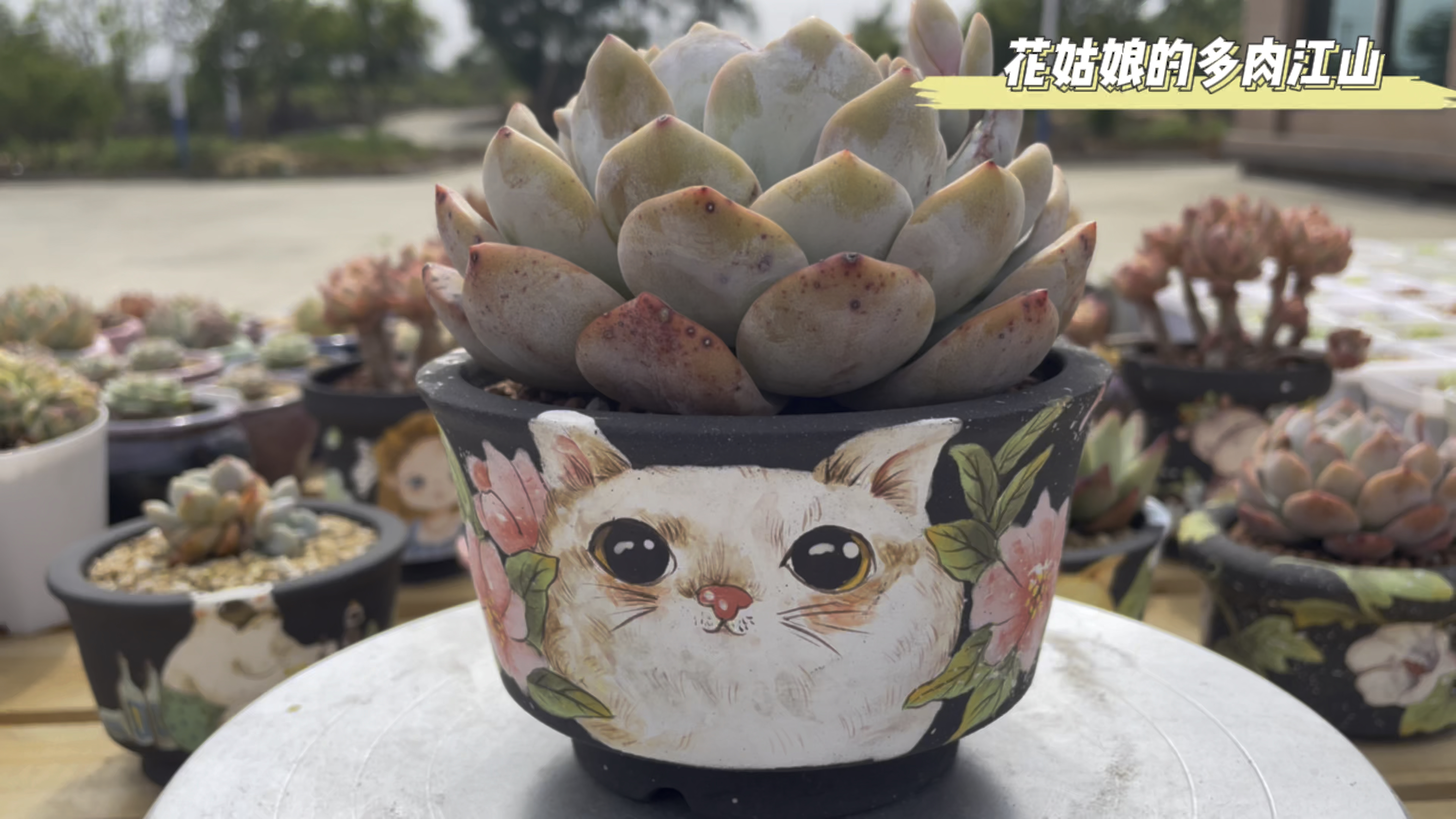 目前新目标——学习硅质颜料绘画,实现多肉手绘盆自由