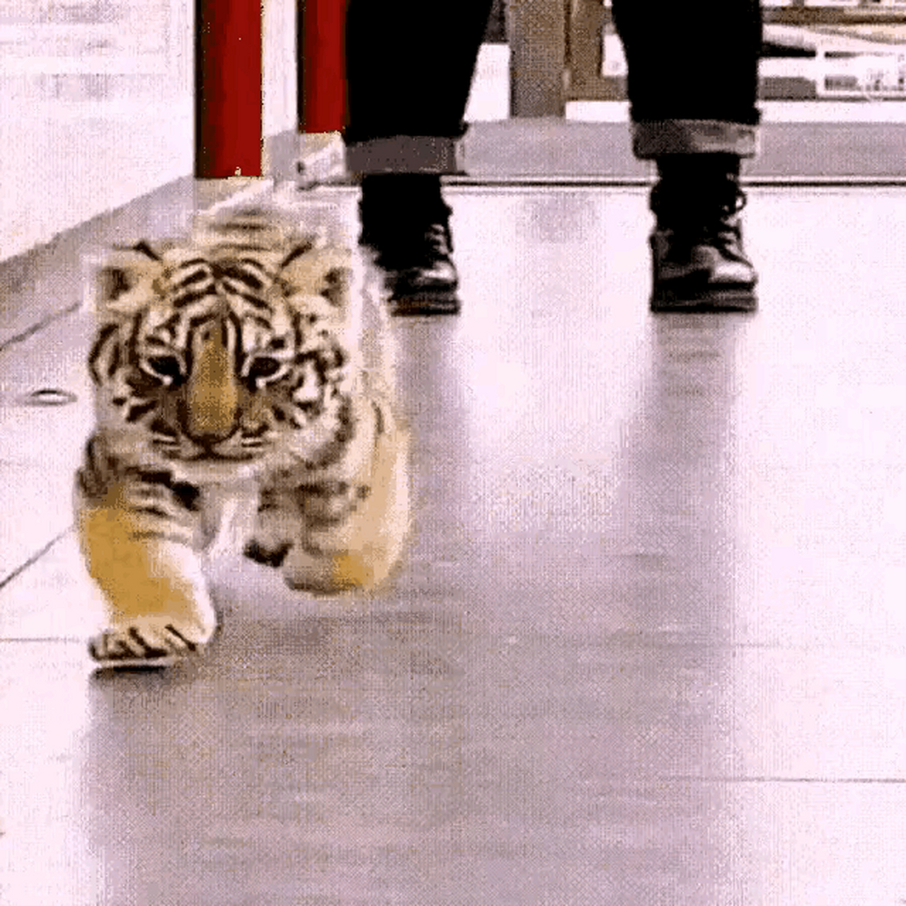 龙行虎步,"龙行"没人见过,至于"虎步",从小老虎的行走姿态就看到了