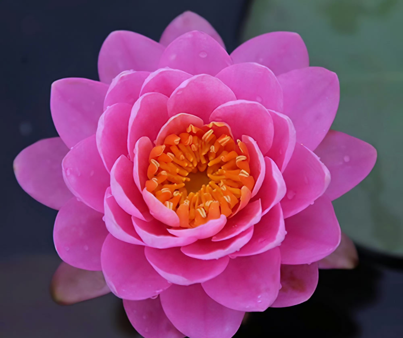 睡莲"粉牡丹"娇艳妩媚03粉嫩嫩!嬌柔雅致!好美喔!