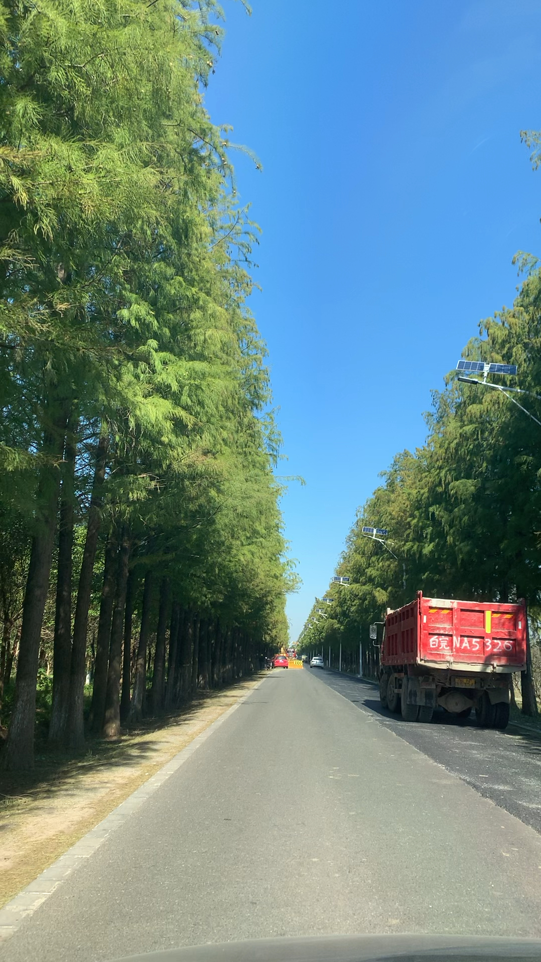崇明生态岛水杉路风景