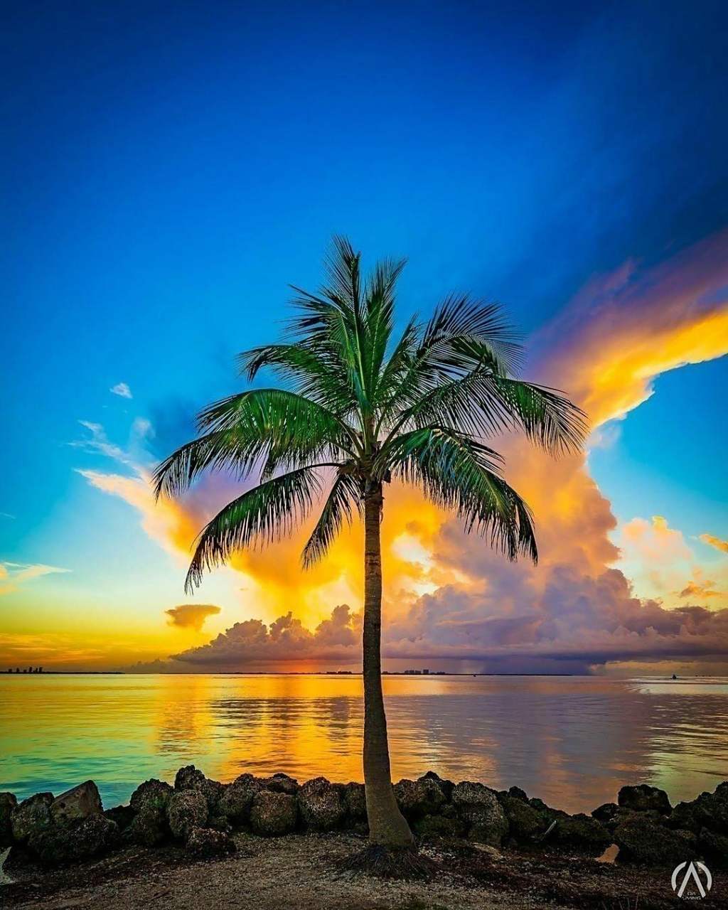 夕阳下的椰子树,格外的美