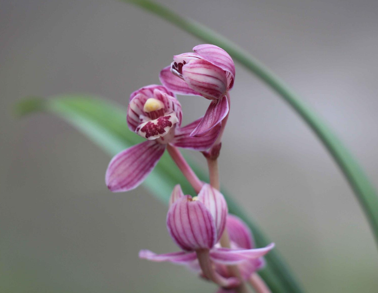 建兰名品——红月,香味浓郁,花叶俱美,一个让人沉醉的品种