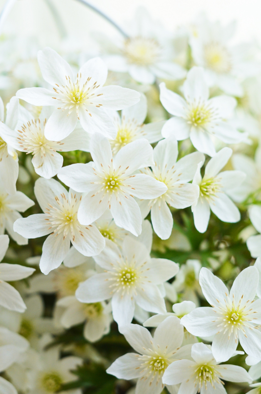 最适合阳台种植的铁线莲—银币 常绿铁线莲"银币"密密扎扎开放的花朵