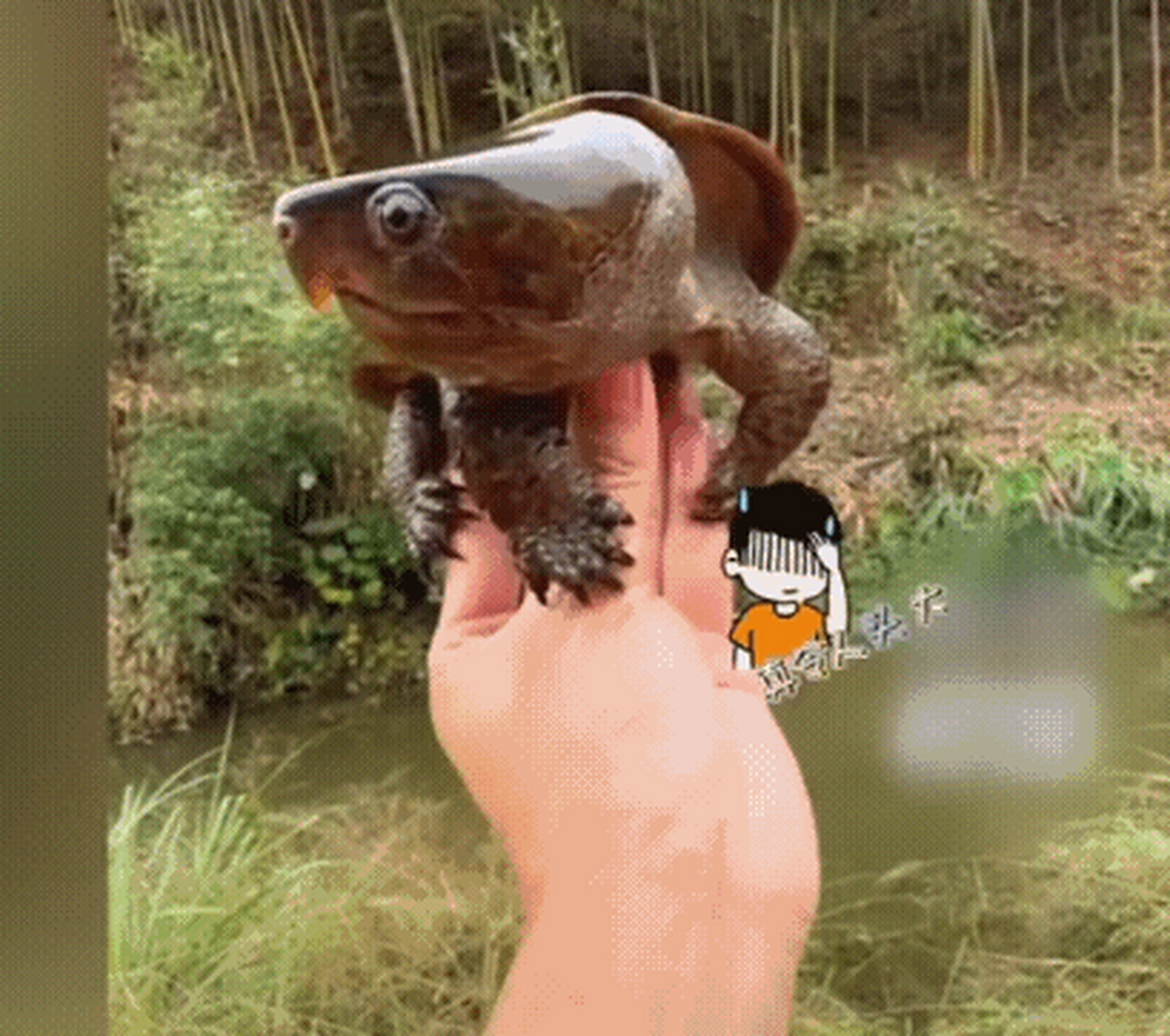 和平常见到的乌龟不同,这只龟脑袋很大,更奇妙的是它的嘴巴弯曲呈鹰嘴