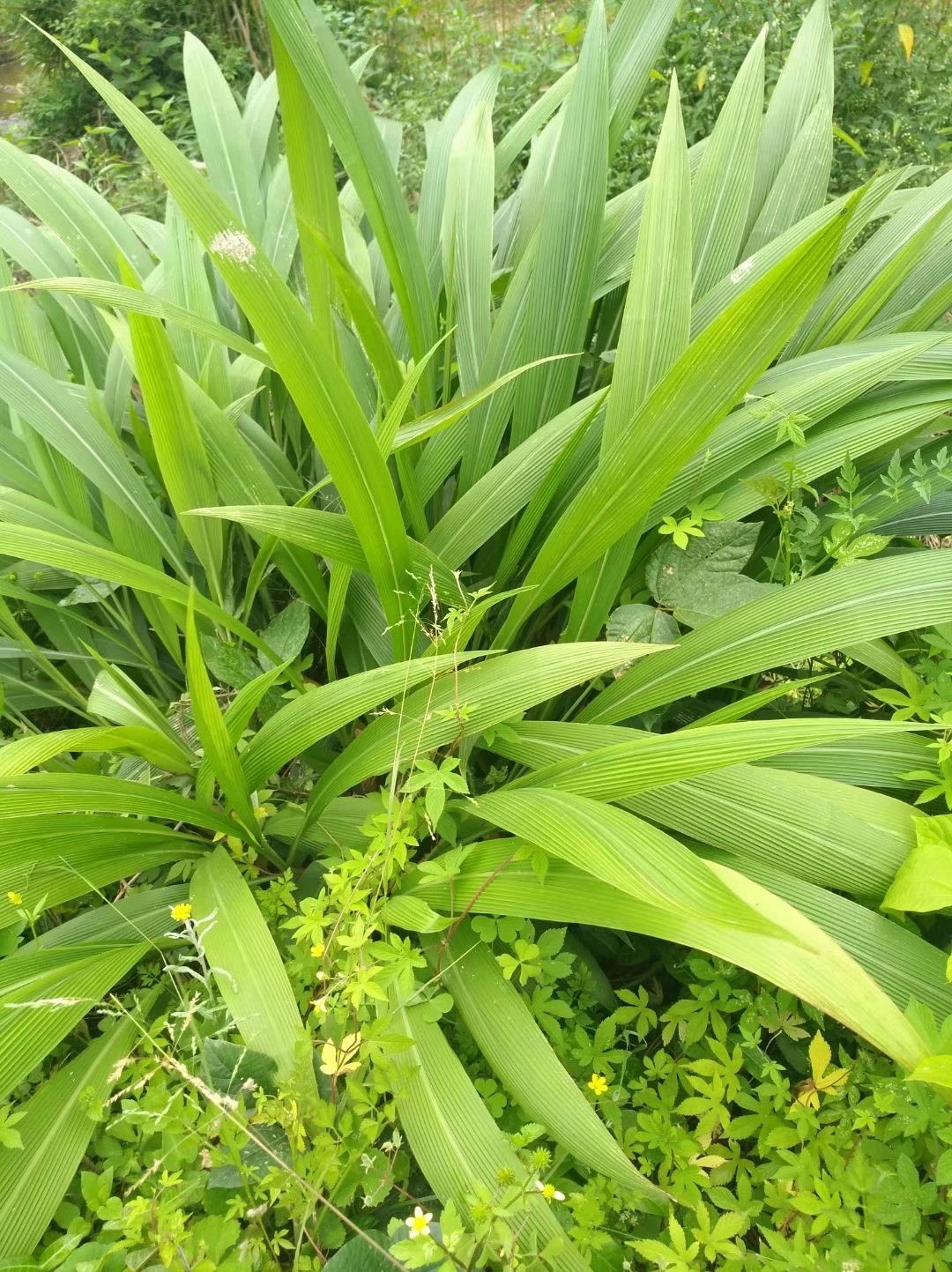 仙茅草的图片放大一点图片