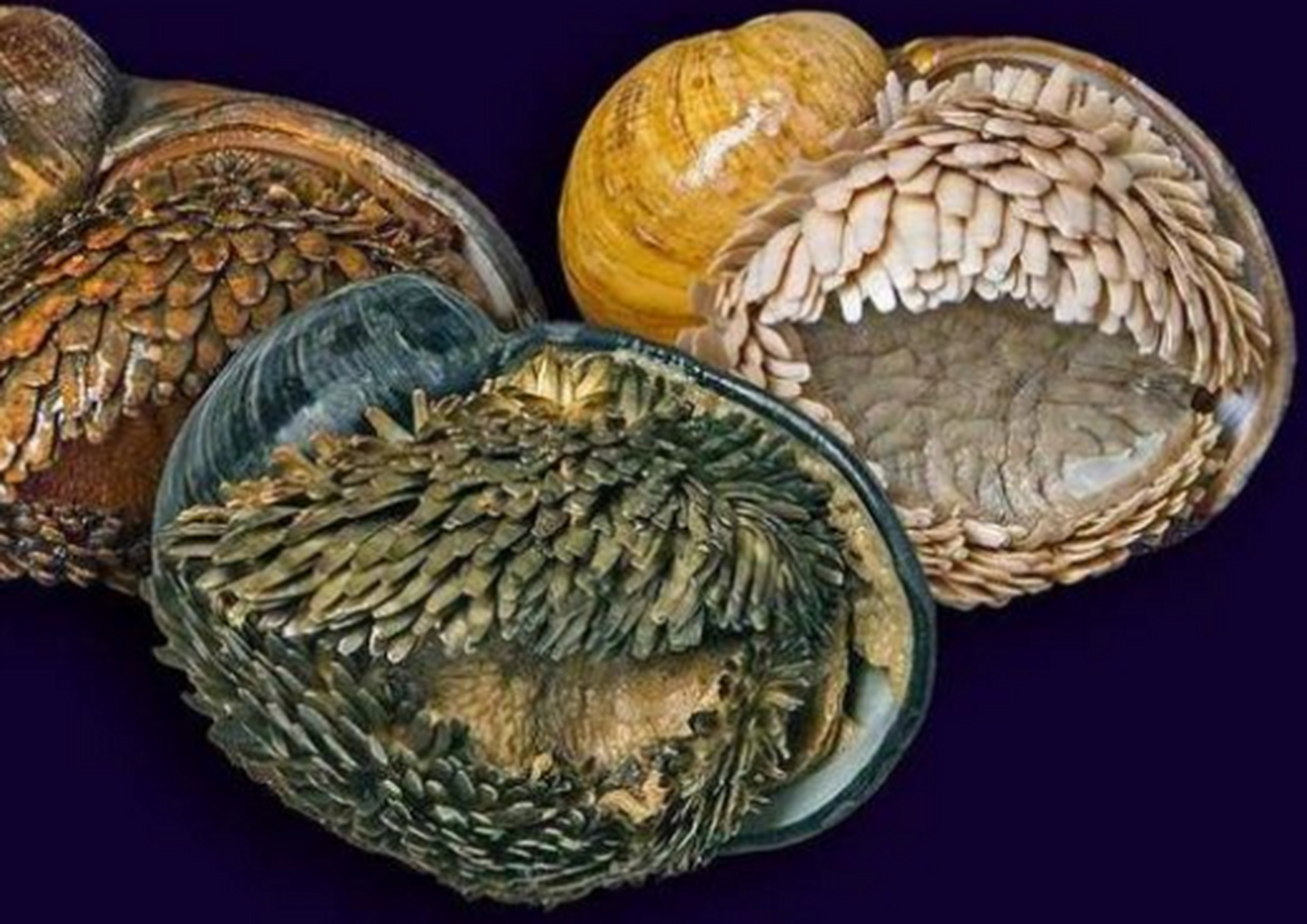 每天认识一种动物——鳞角腹足蜗牛 鳞角腹足蜗牛2001年首次发现,生活