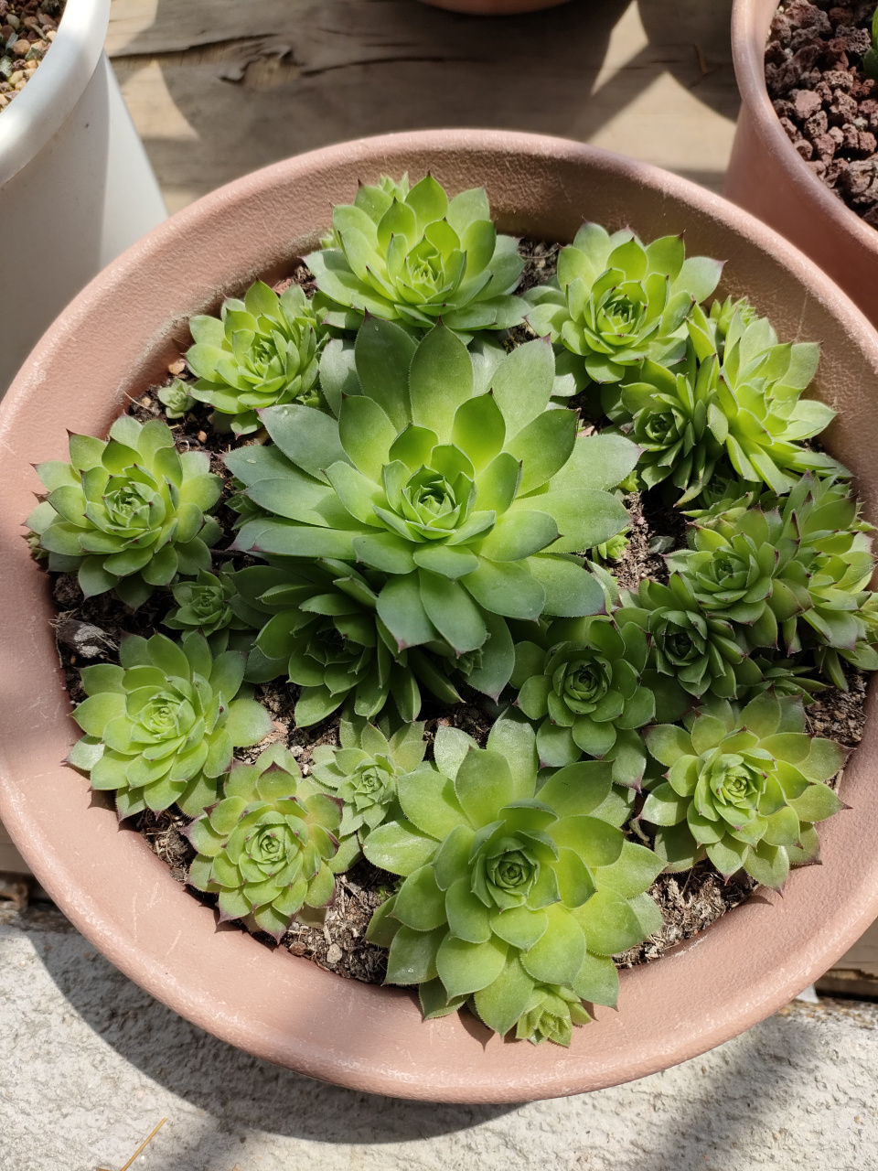 观音莲不愧是多肉届的"爆盆"高手,一年时间,已经盆满钵满,给人满满的