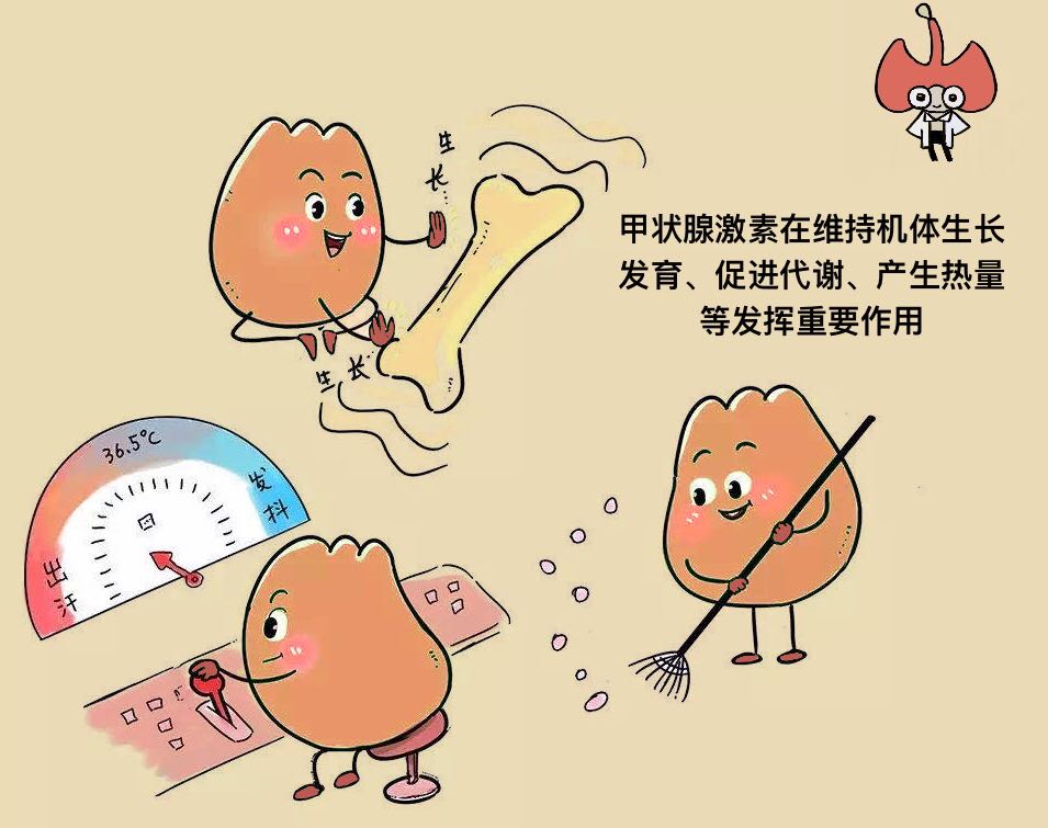 甲状腺专题丨甲状腺激素,人体不可缺少的"生命之火"