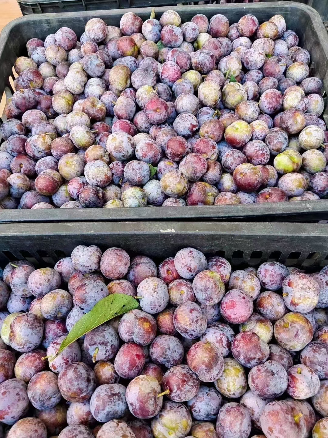 广西河池天峨县珍珠李成熟了,顺丰包邮到家
