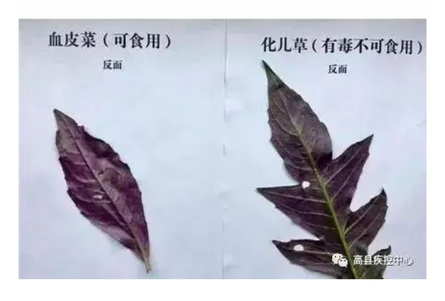 误食化儿草中毒症状主要有头晕,恶心,呕吐,腹泻,腹痛,四肢无力等.