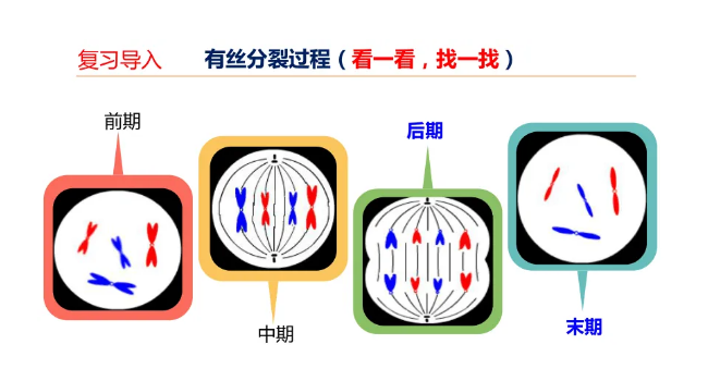 植物细胞分裂过程