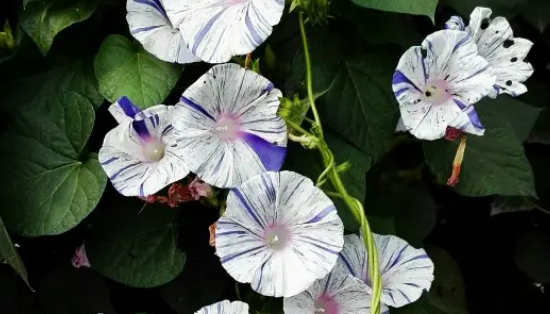 朝颜花的花语是什么