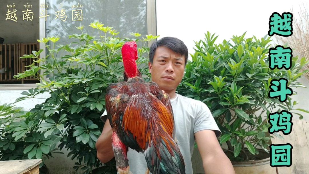 农村小伙给大家带来两只斗鸡,有懂行的朋友看一下是什么品种的