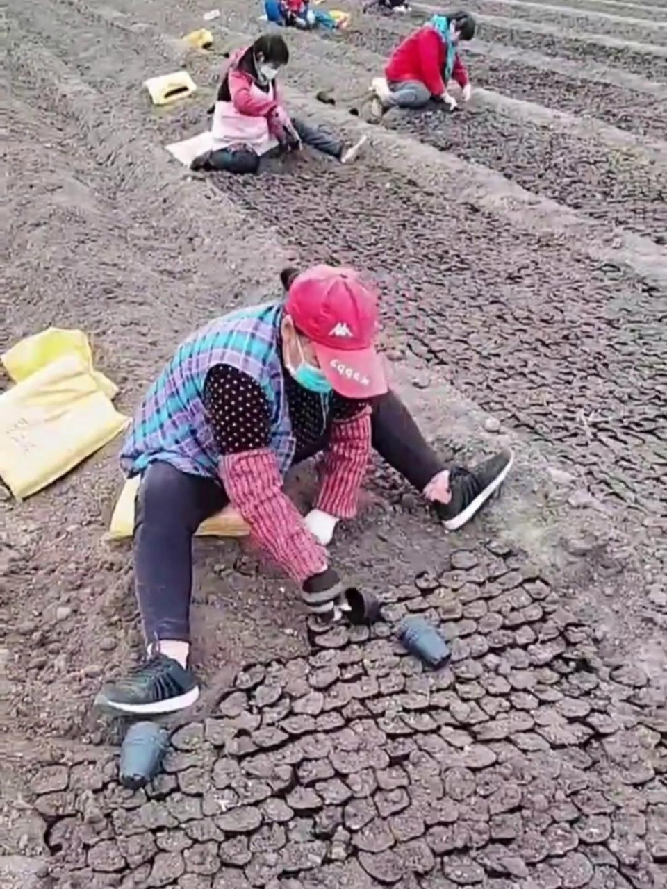 这是在种啥?像石头一样,排列的整整齐齐.