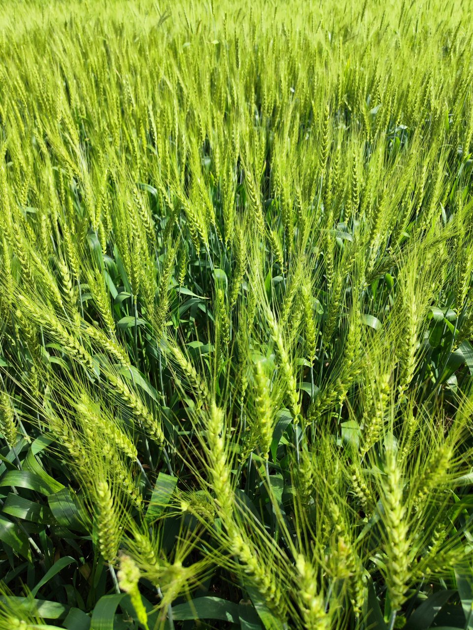 今天路过一块麦田,绿油油的一大片,真的好治愈啊.