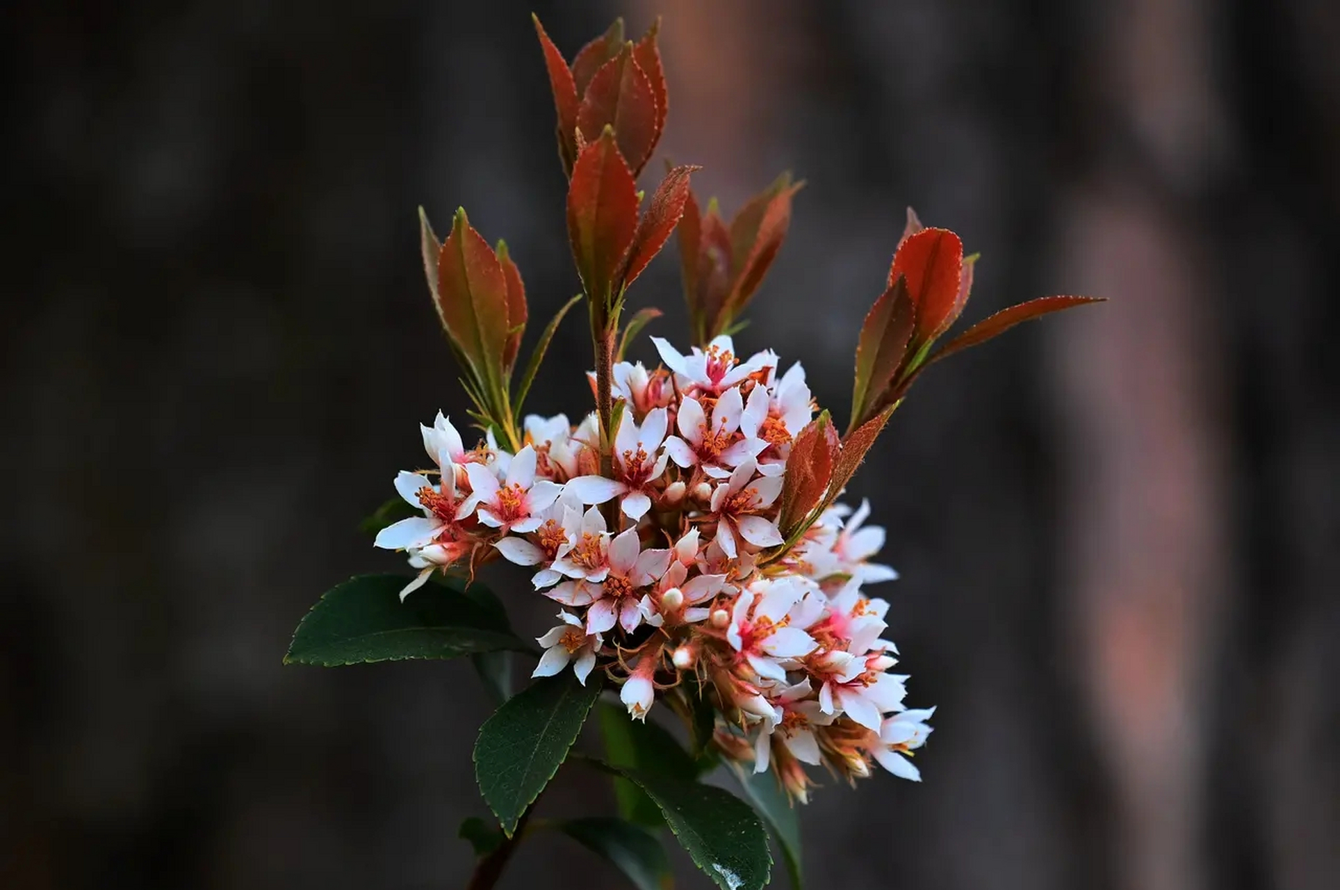 好美丽的石斑木,处处漾着春天的气息  石斑木别名春花,雷公树,报春花