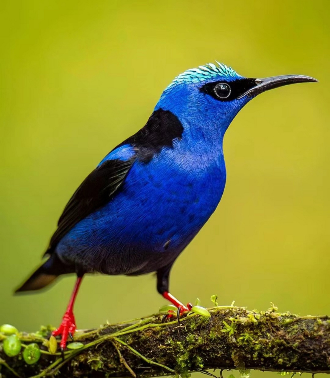 彩色的小鸟#百度创作灵感中心