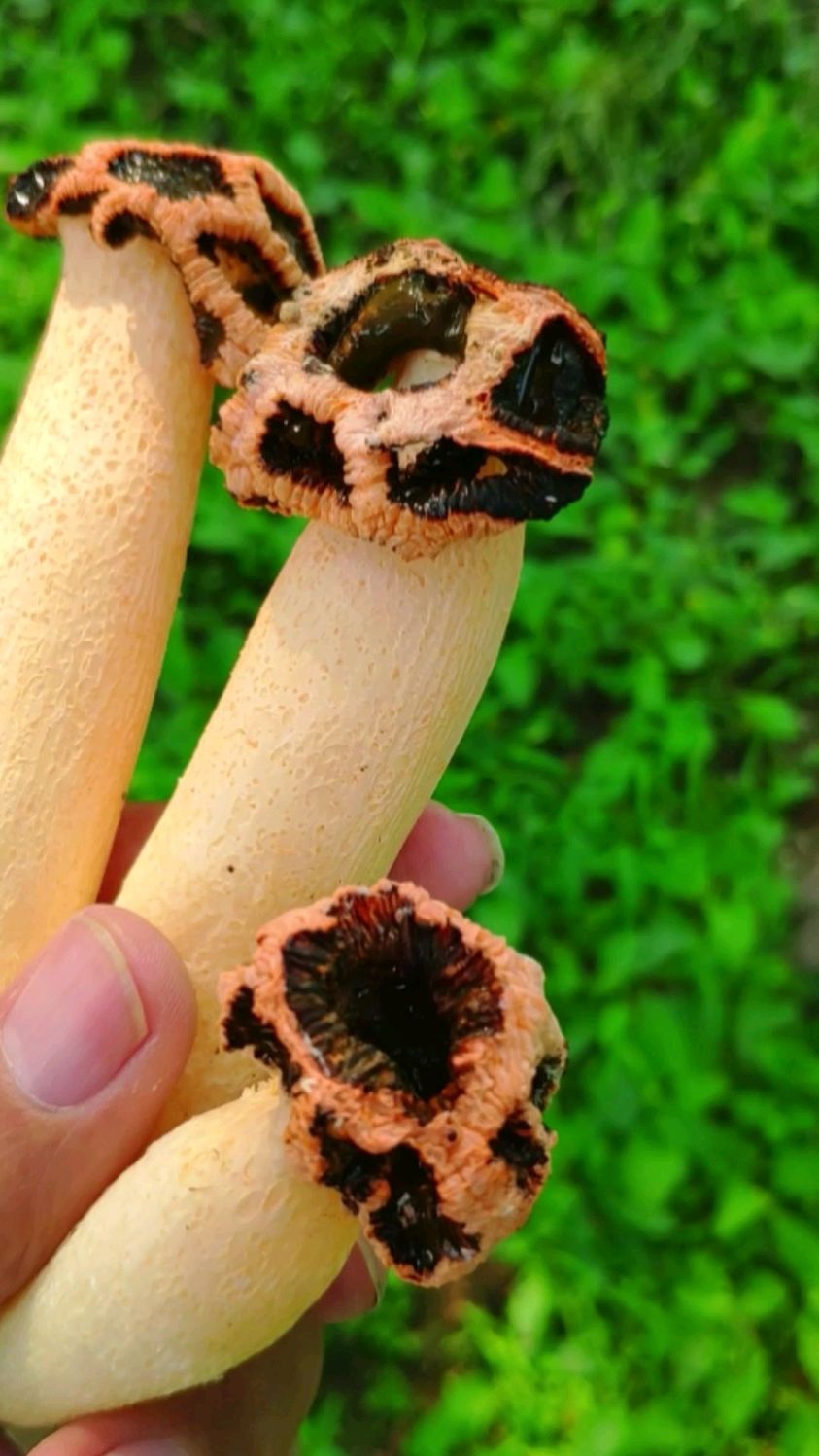 沈阳发现毒蘑菇红笼头菌非常稀有有人出钱买我可不敢卖