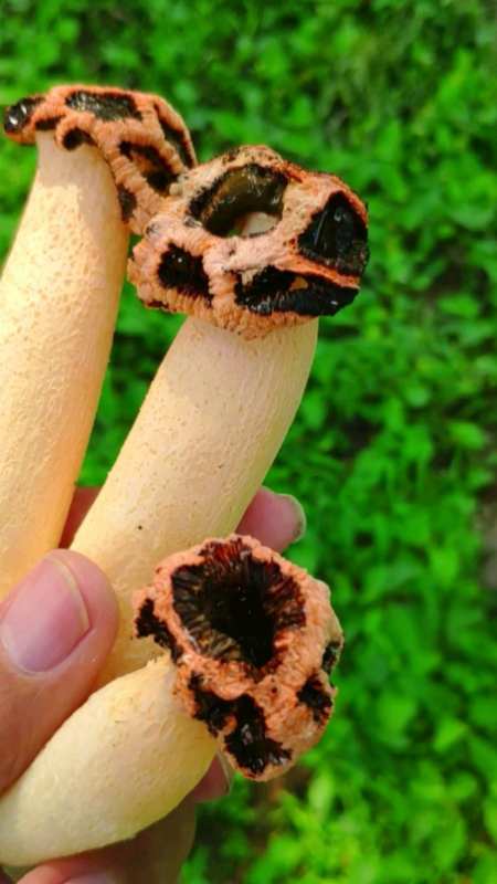 沈阳发现毒蘑菇红笼头菌,非常稀有,有人出钱买我可不敢卖.-度小视