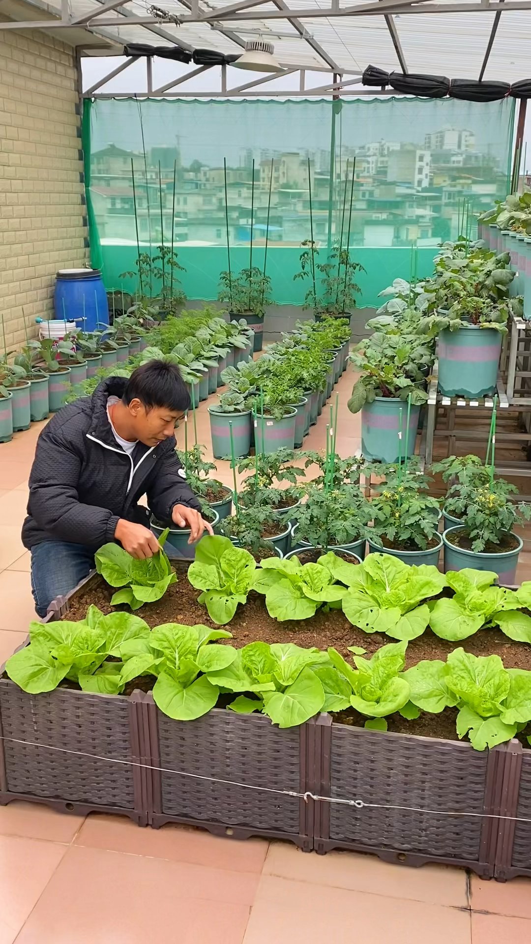 你们赏花我赏菜,能吃还能看甚是喜欢#我的楼顶小菜园#阳台种菜 #我的