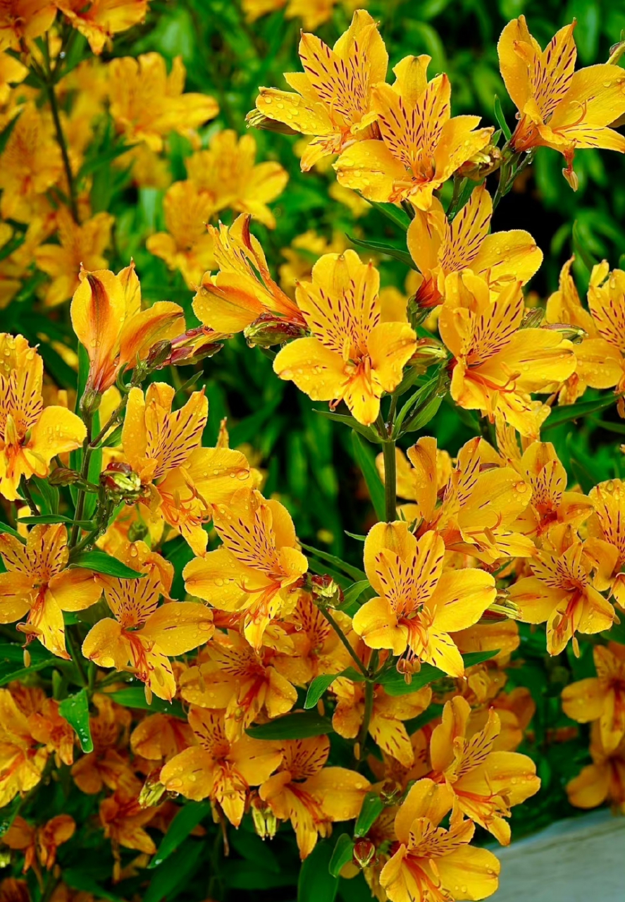 每年的六出花开成了花海,美不可言.养花园艺. 能不能夏天就坐在椅子上