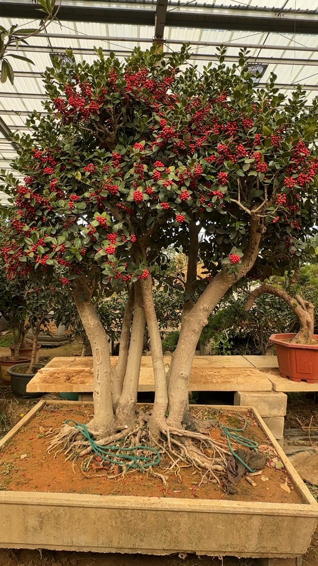 金玉满堂植物介绍图片