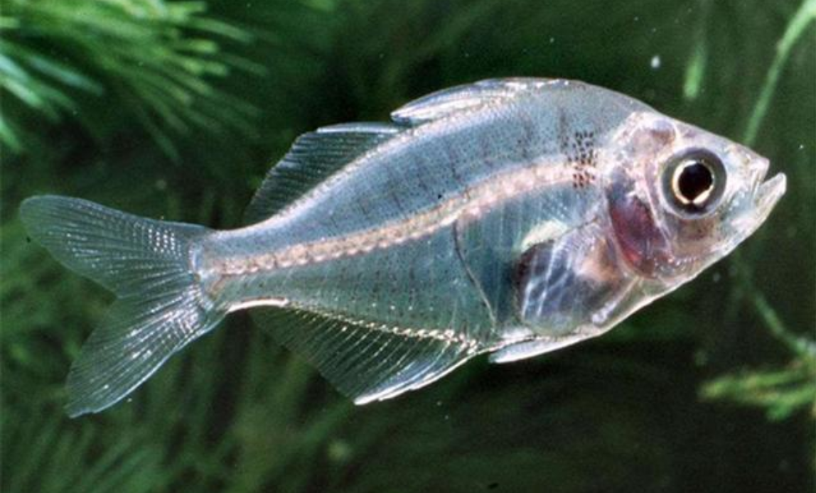 潜水员发现的透明鱼是什么生物?为什么会全身透明?
