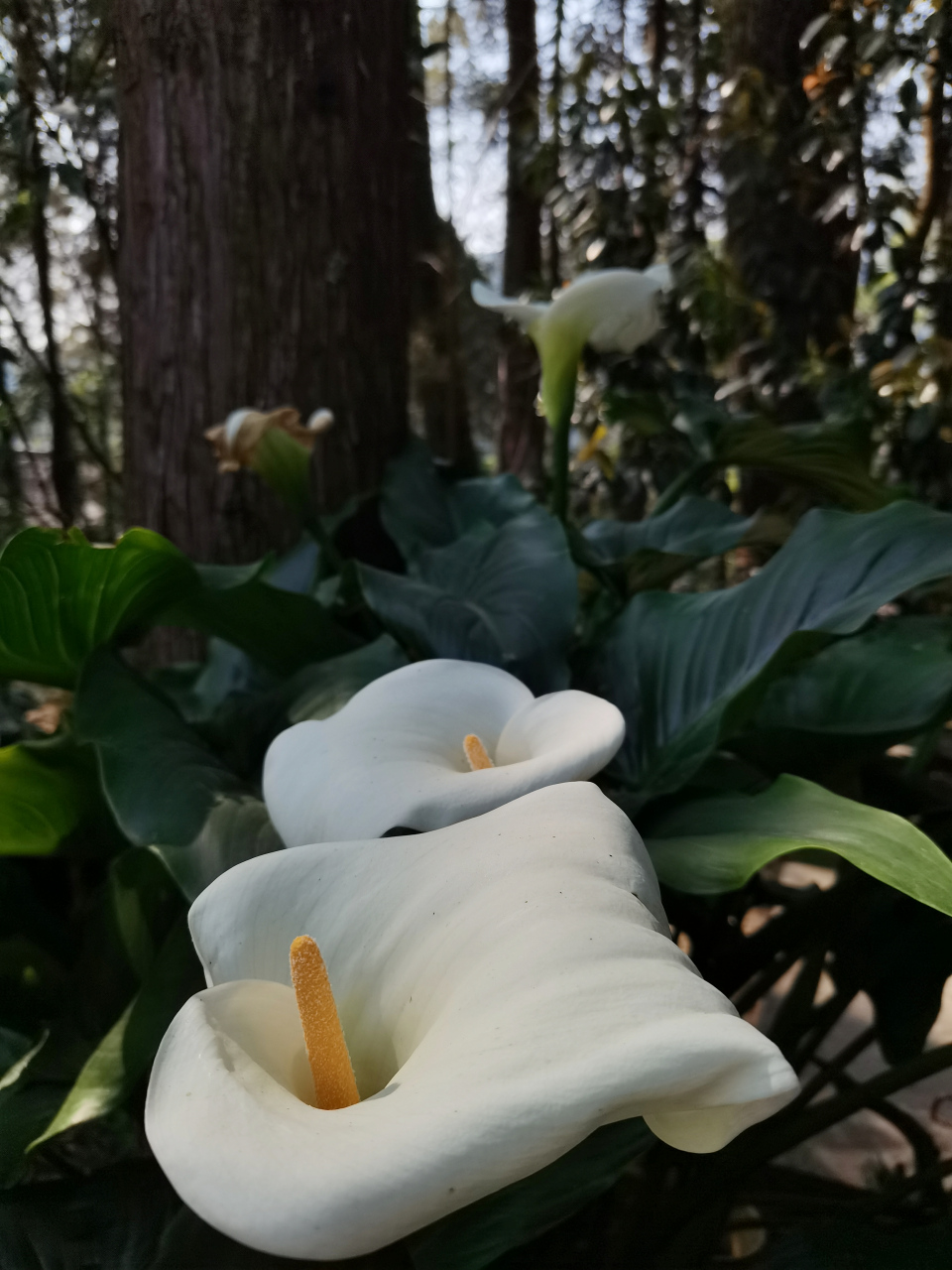 只可远观不可亵玩的马蹄莲  [小红花]马蹄莲,是木兰纲,天南星科,马蹄