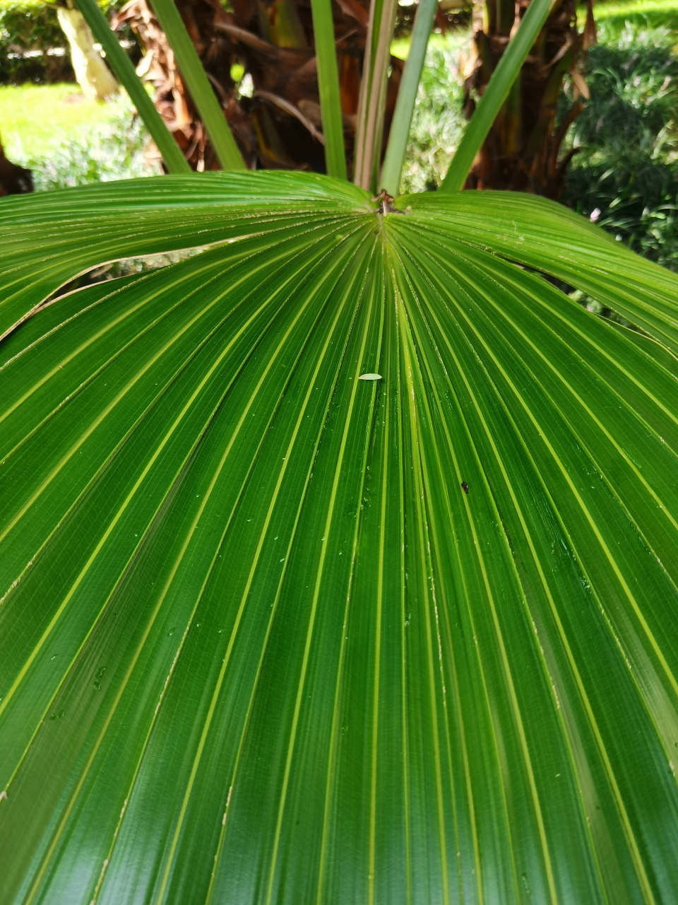 蒲葵(扇叶葵,葵树,华南蒲葵)  99棕榈科蒲葵属木本植物.