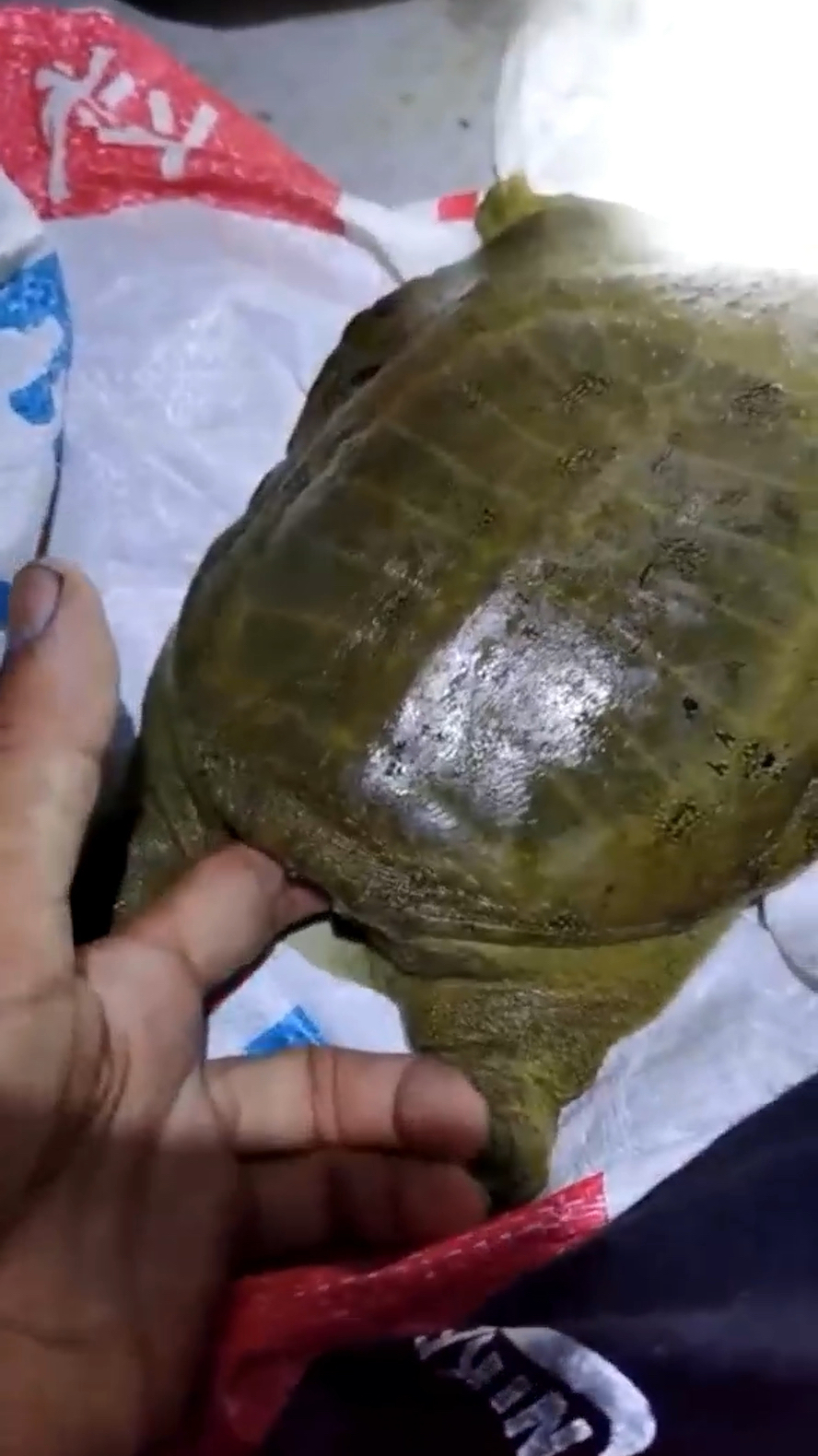 都说了甲鱼咬人不松口的,你偏不信!