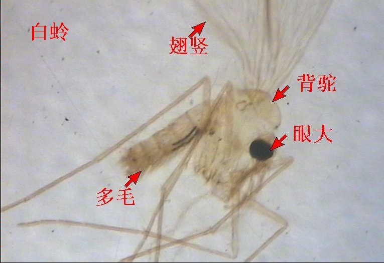 震惊深圳发现一粒黑热病