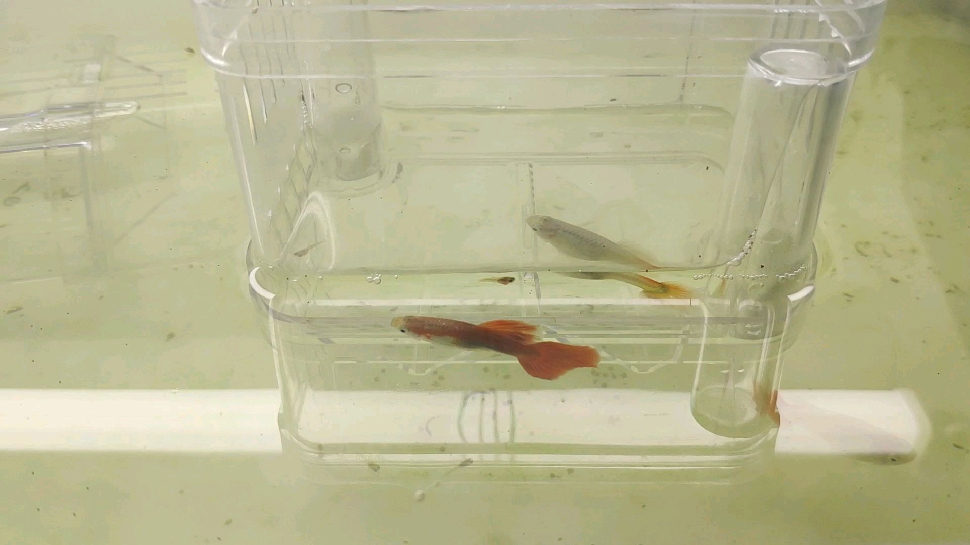 又一条孔雀鱼生小鱼了。赶紧给大家报个喜讯,奥利给!开心