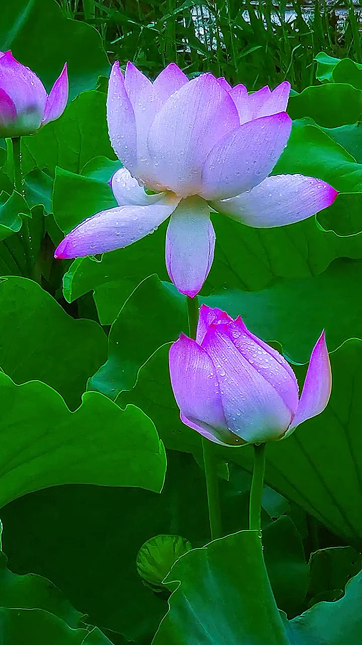 这荷花儿太漂亮了