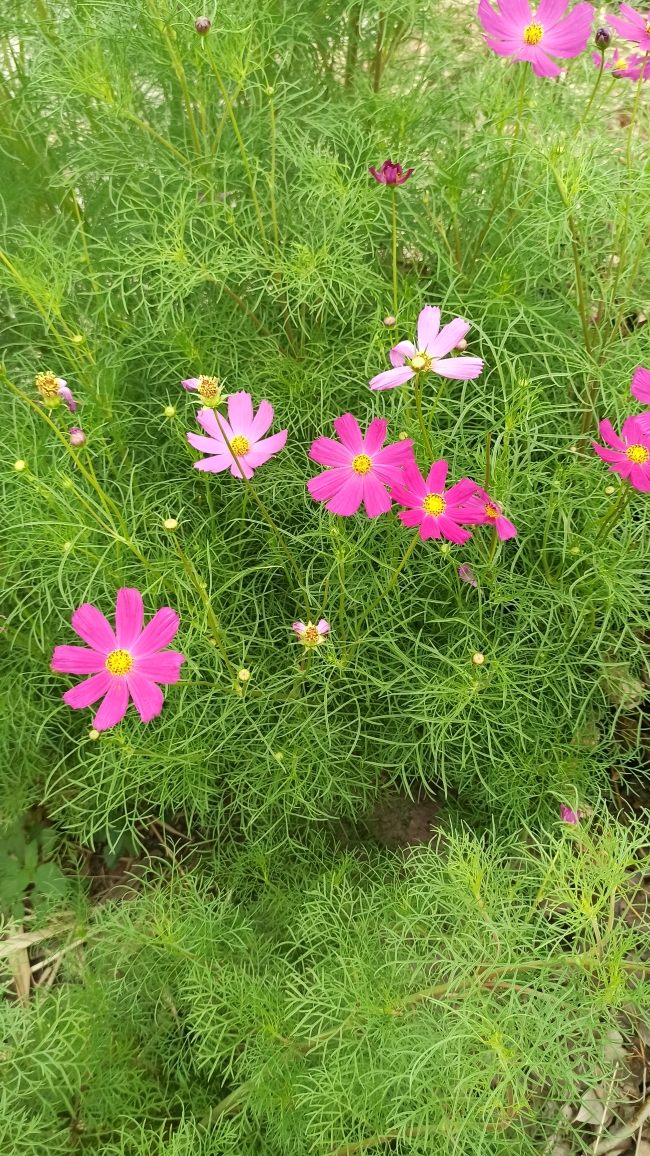 漂亮的花朵,有的我也叫不上名字,但是真的很喜欢!