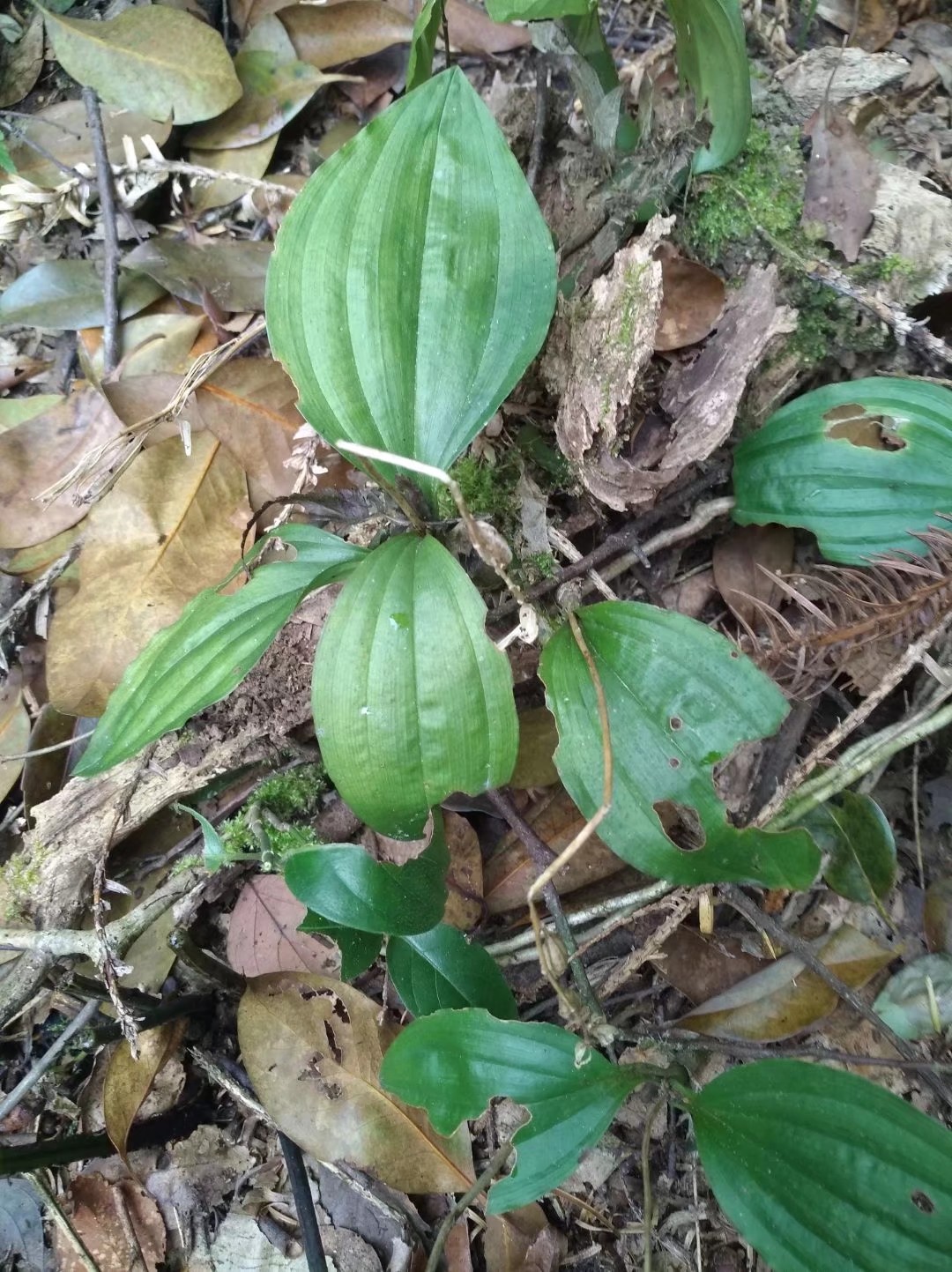 深山老林里野生见血清